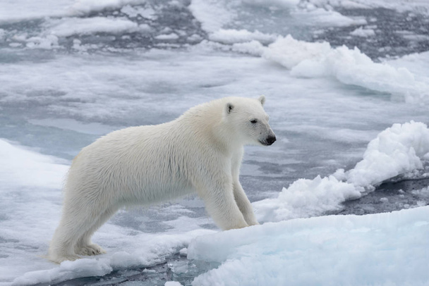 Wild polar bear on pack ice in Arctic sea - Photo, Image