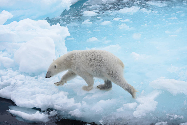 Άγρια πολική αρκούδα που συνεχίζεται στο νερό πάγου στην Αρκτική Θάλασσα - Φωτογραφία, εικόνα