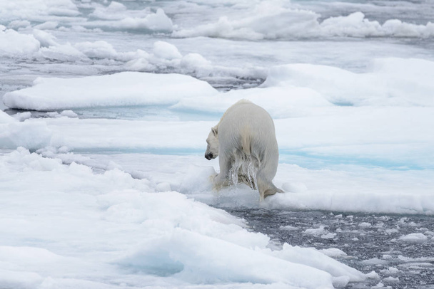 Mokrý lední medvěd na ledě v Severním ledovém moři - Fotografie, Obrázek
