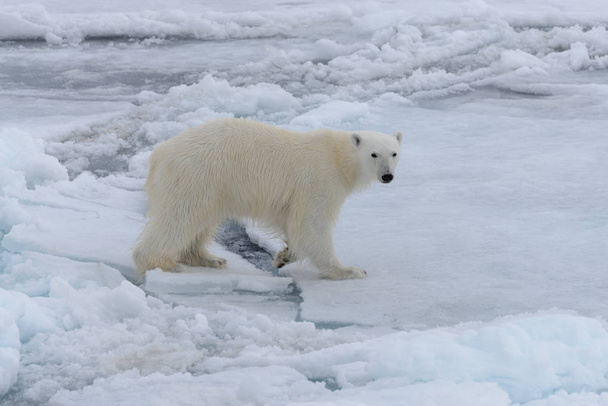Divoký lední medvěd na ledě v arktickém moři - Fotografie, Obrázek