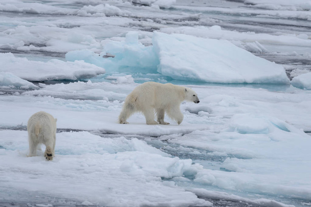 Два молодых белых медведя играют на паковом льду в Арктическом море
 - Фото, изображение
