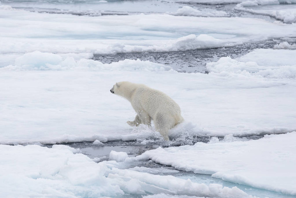 Dvě mladé divoké ledních medvědů na ledu v arktické moře, severně od Špicberky - Fotografie, Obrázek