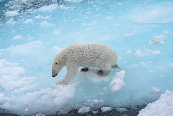 野生のシロクマが北極海の氷に水に行くこと - 写真・画像