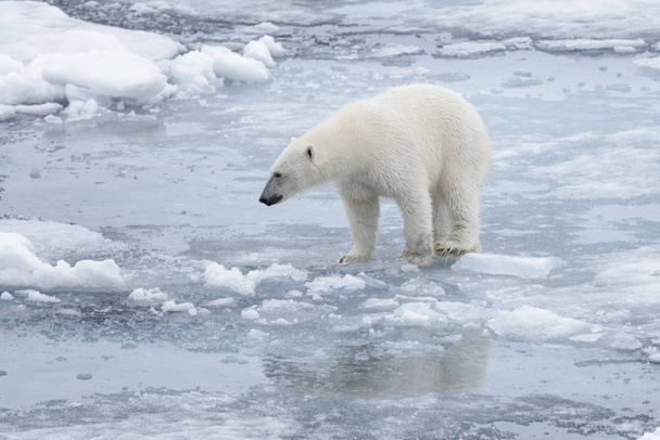 Oso polar salvaje en paquete hielo en el mar Ártico
 - Foto, Imagen