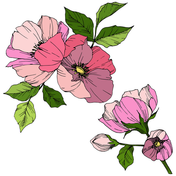 Vector Pink rosa canina. Floral botanical flower. Engraved ink art. Isolated rosa canina illustration element. - Vektor, kép