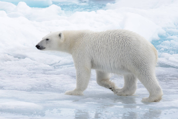 Urso polar selvagem indo na água em gelo pacote no mar Ártico
 - Foto, Imagem