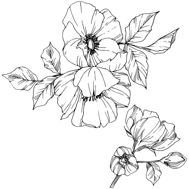 Vector Rosa canina flower. Black and white engraved ink art. Isolated rosa canina illustration element. - Vektor, Bild