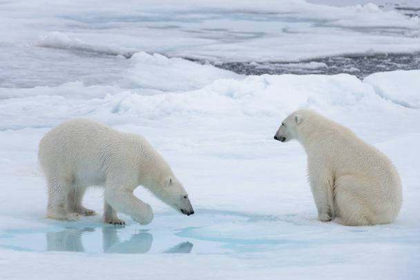 Dwóch młodych dzikie niedźwiedzie polarne gra na lodzie w Morza Arktycznego - Zdjęcie, obraz