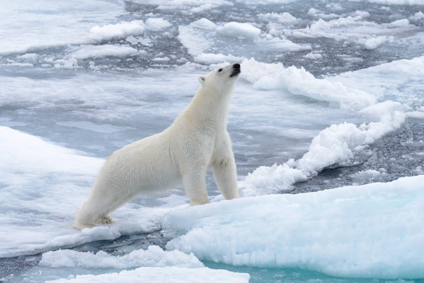 Dziki niedźwiedź polarny na lodzie w morzu arktycznym - Zdjęcie, obraz