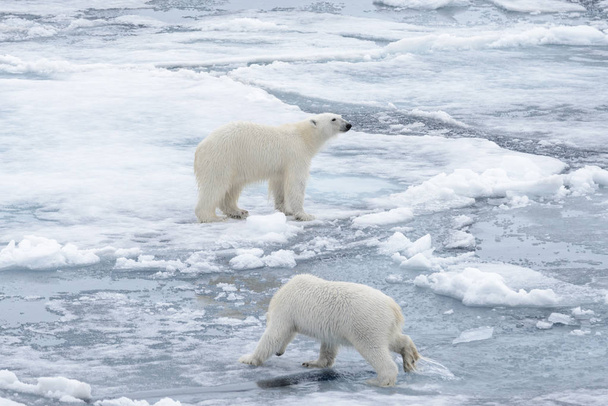 Due giovani orsi polari selvatici che giocano sul pack ice nel mare Artico, a nord delle Svalbard
 - Foto, immagini