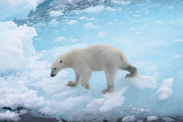 Orso polare selvatico che va in acqua su ghiaccio pack nel mare Artico
 - Foto, immagini
