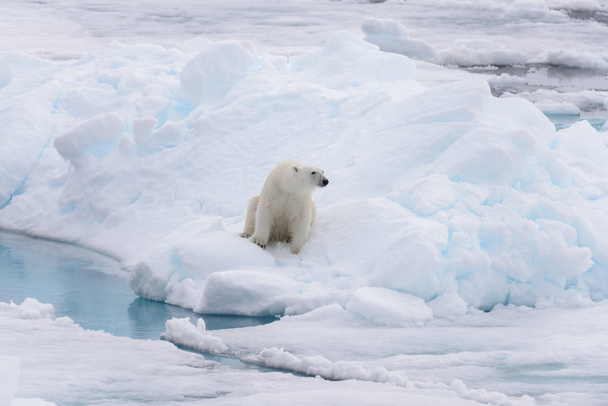 Oso polar salvaje sentado sobre hielo de paquete
 - Foto, Imagen
