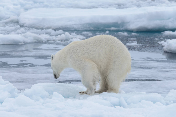 Άγρια πολική αρκούδα στο πακέτο πάγου στην Αρκτική Θάλασσα, κοντινό πλάνο - Φωτογραφία, εικόνα