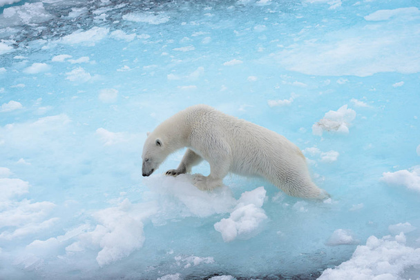 野生のシロクマが北極海の氷に水に行くこと - 写真・画像