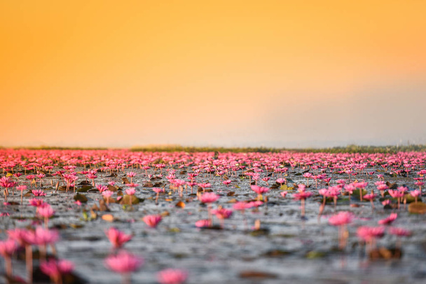 udon thani thailand red or pink field river with rosa Seerose Lotusfeld auf Oberflächenwasser See / Landschaft rosa Natur im Morgennebel - roter Lotus Seerosen Wahrzeichen udonthani thailand - Foto, Bild