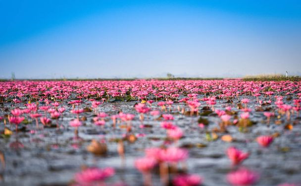 udon thani thailand red or pink field river with rosa Seerose Lotusfeld auf Oberflächenwasser See / Landschaft rosa Natur im Morgennebel - roter Lotus Seerosen Wahrzeichen udonthani thailand - Foto, Bild