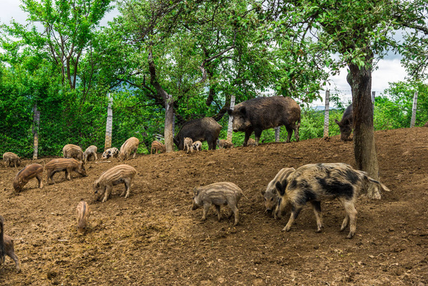 Funny little boars on forest meadow - Photo, Image
