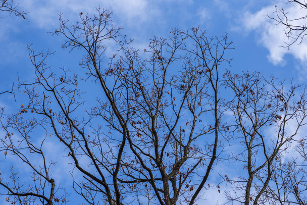 Naked trees against blue sky - Fotoğraf, Görsel