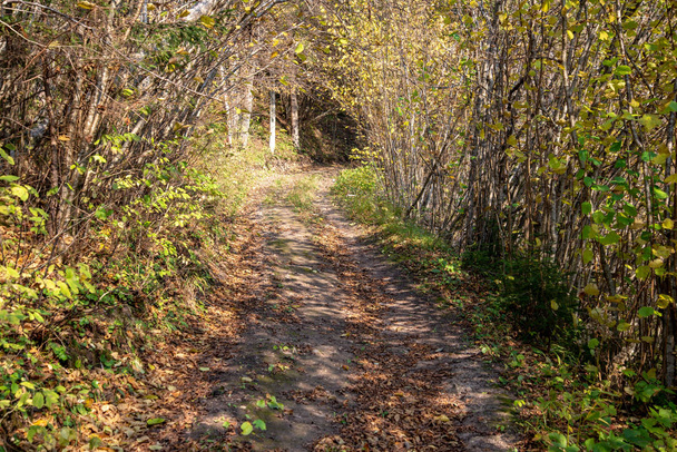 turystyczne zwiedzanie chodnik w lesie jesienią - Zdjęcie, obraz