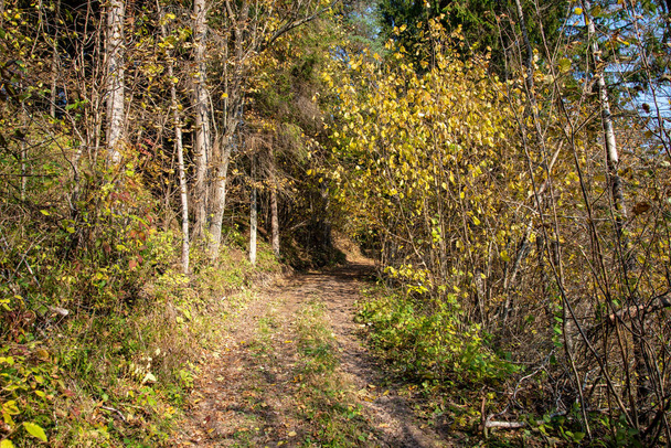sendero turístico a pie en el bosque de otoño
 - Foto, imagen