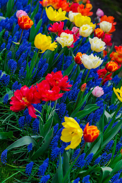 Close up of amazing colorful blooming flowers  - Φωτογραφία, εικόνα