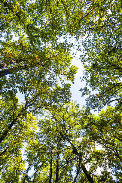 Low angle view of green forest with trees - Fotó, kép