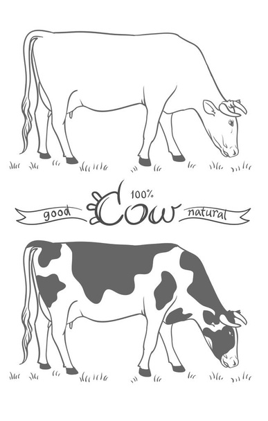 Koe. Koe die gras eet. Geïsoleerde koe, verzameling vectorelementen - Vector, afbeelding