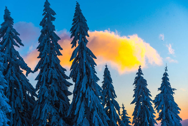 Amazing nature view with pine trees and cloudy sky background - Valokuva, kuva