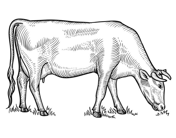 Корова пасется на лугу. Корова в графическом стиле. Векторная иллюстрация
 - Вектор,изображение