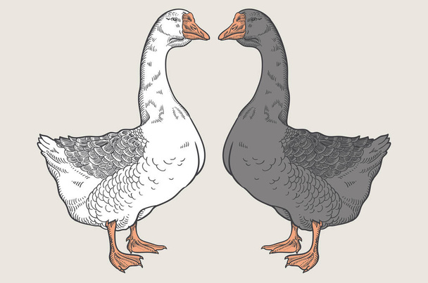 White goose, Grey goose, goose hand drawn, poultry, vector illustration sketch - Vector, Image