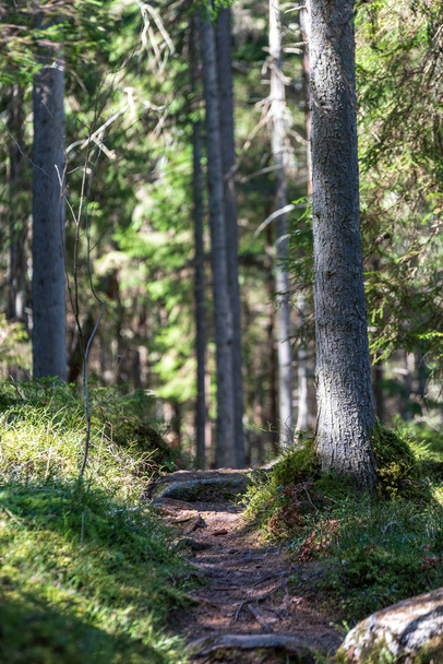 tourist footpath in summer forest with green foliage - Foto, afbeelding