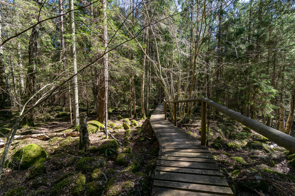 τουριστικό μονοπάτι στο ηλιόλουστο, καταπράσινο δάσος - Φωτογραφία, εικόνα