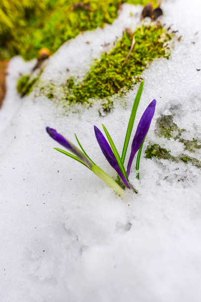 早春の雪に覆われた林床で育つ野生のクロッカスの花 - 写真・画像