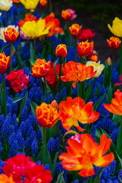Close up of amazing colorful blooming flowers  - Zdjęcie, obraz