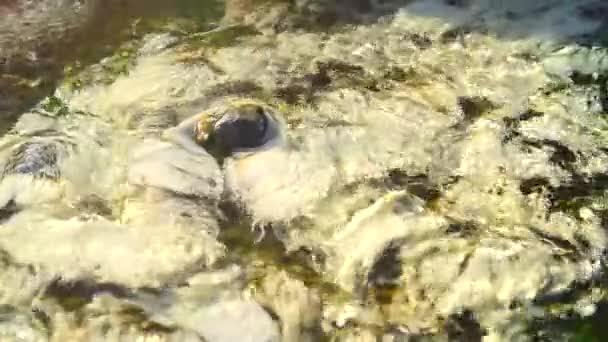 Bakteri Chloroflexus aurantiacus sıcak su kaynakları, Chae oğlu Milli Parkı, Lampang Tayland - Video, Çekim