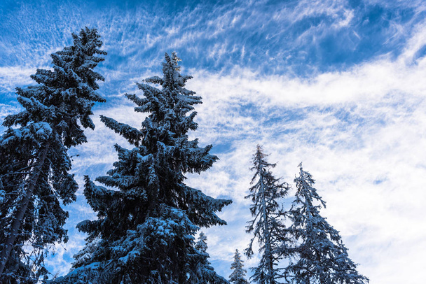 Incredibile vista sulla natura con pini e cielo nuvoloso sfondo
 - Foto, immagini