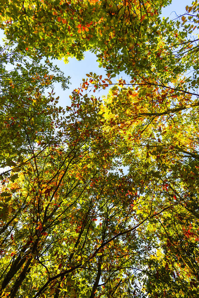 Дивовижна природа з барвистими деревами навколо
 - Фото, зображення