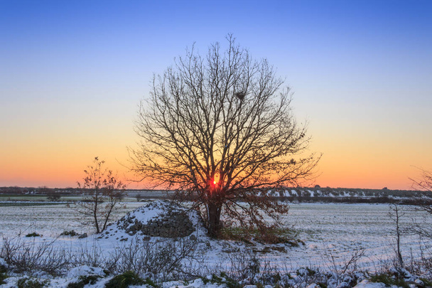 Sunrise rising between the branches of a lonely tree in a snowy field. Typical rural winter landscape of Apulia with trullo, Italy. - Photo, Image