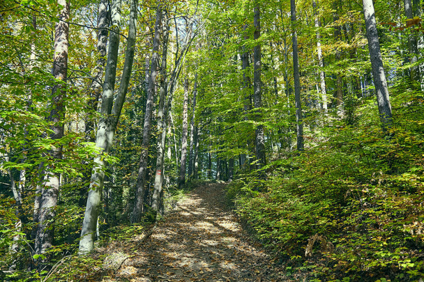 Green Forest in fall - Фото, зображення
