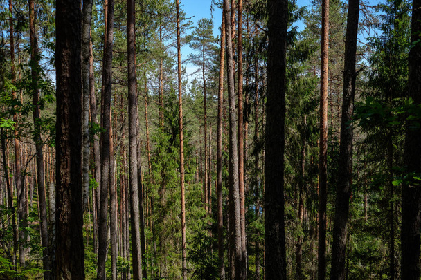 luce del sole che splende attraverso tronchi d'albero nella foresta estiva
 - Foto, immagini