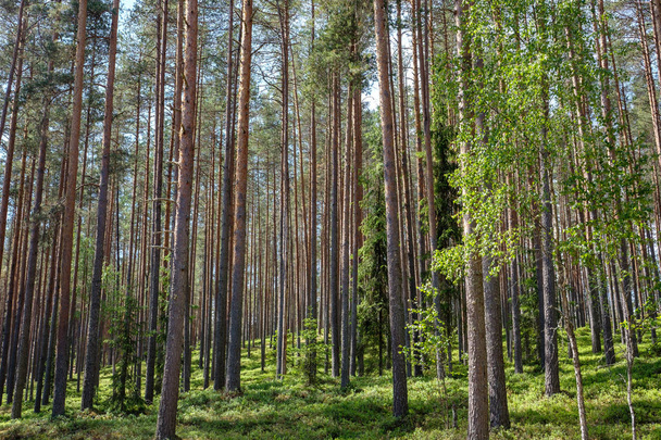 sunlight shining through tree trunks in summer forest - Fotoğraf, Görsel