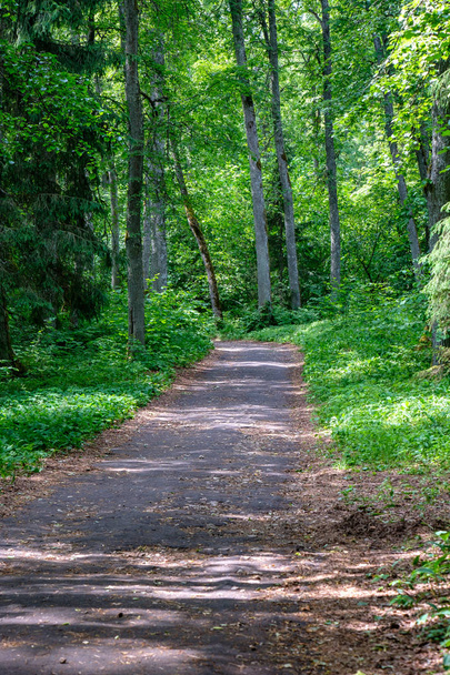 tourist walking footpath in forest with green summer foliage - Foto, Imagem