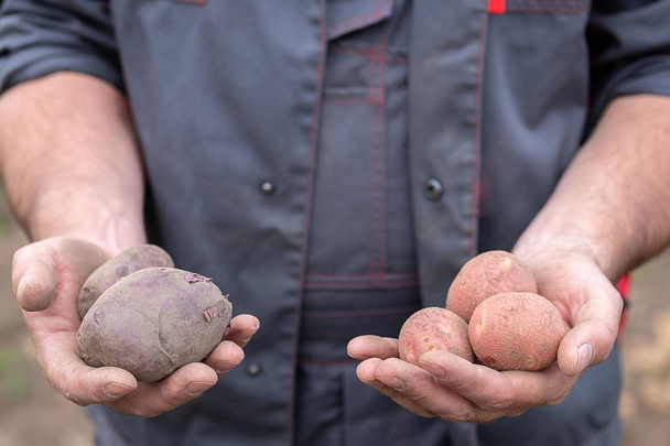 вытянутые руки в одной руке розовый картофель, в другой руке черный свежий урожай немытый картофель
 - Фото, изображение