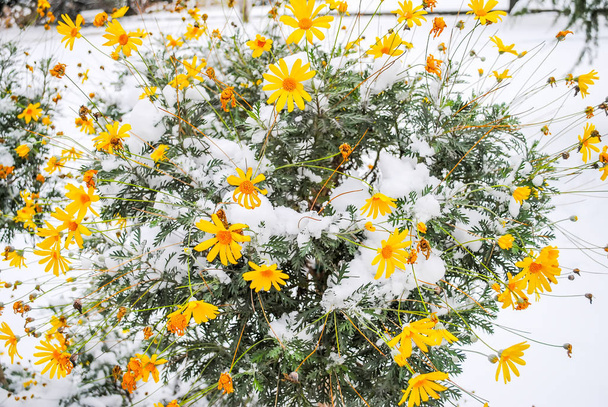 Fagyasztott virág a hóban, a Dolmabahce palota - Fotó, kép
