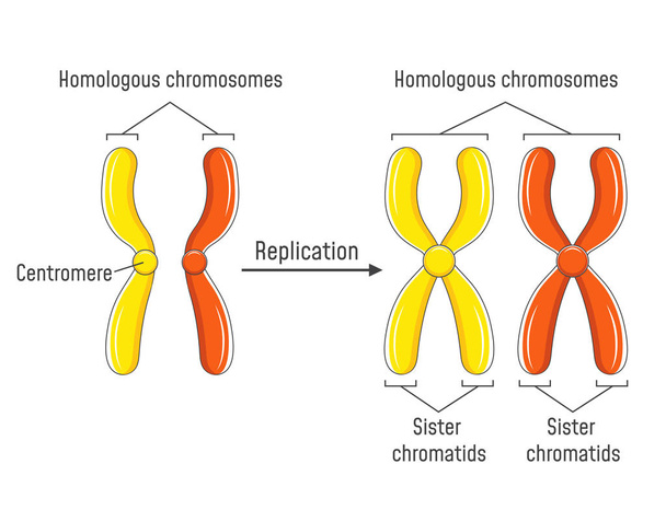 Гомологичные хромосомы и хроматиды
 - Вектор,изображение