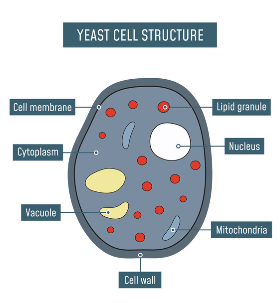 Yeast Cell Structure - Vector, Image