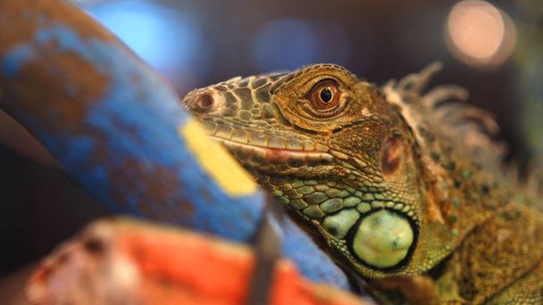 Closeup πυροβολούν από πολύχρωμα lizardface με λεπτομέρεια υφής δέρματος. - Φωτογραφία, εικόνα
