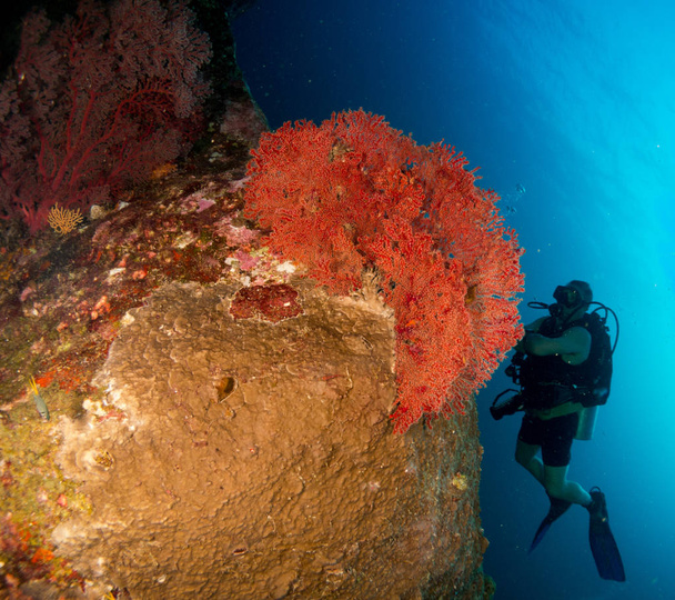 fundo marinho com vida subaquática
 - Foto, Imagem
