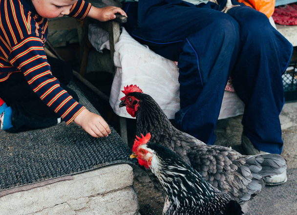 Hen feeding. boy and man are fed from hands a black chicken with a red comb. farming - Foto, Imagem