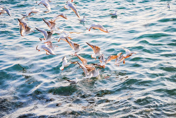 gulls fishing near shore of Bosporus, Turkey, Istanbul. - 写真・画像